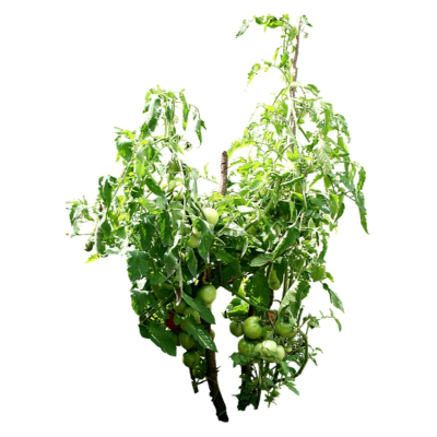 现代2d花草植物组件免费su模型(1)