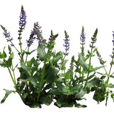 现代2d花草植物组件免费su模型(1)