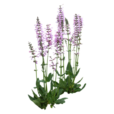 现代2d花草植物组件免费su模型(1)
