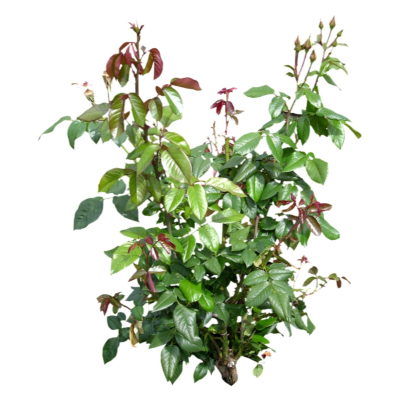 现代2d花草植物组件免费su模型(1)