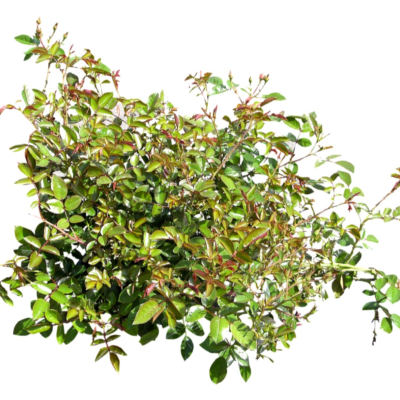 现代2d花草植物组件免费su模型(1)