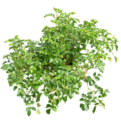 现代2d花草植物组件免费su模型(1)