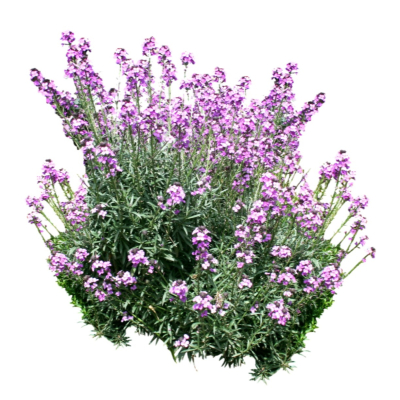 现代2d花草植物组件免费su模型(1)