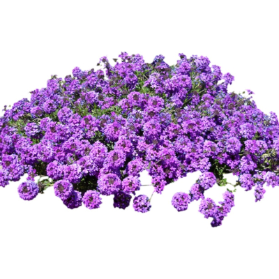 现代2d花草植物组件免费su模型(1)