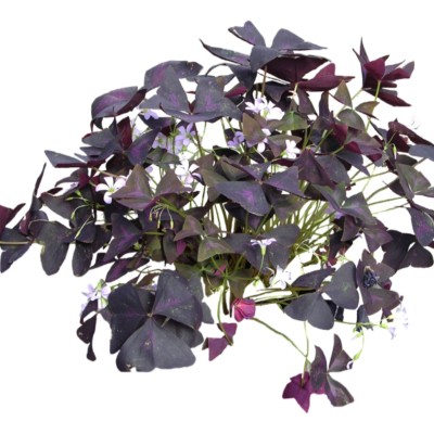 现代2d花草植物组件免费su模型(1)