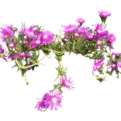 现代2d花草植物组件免费su模型(1)