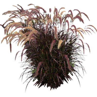 现代2d花草植物组件免费su模型(1)