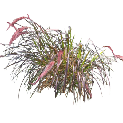 现代2d花草植物组件免费su模型(1)