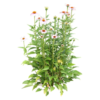 现代2d花草植物组件免费su模型(1)