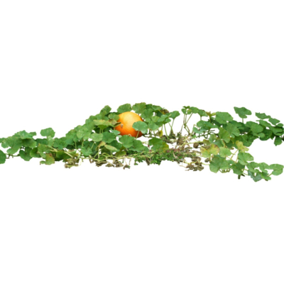 现代2d花草植物组件免费su模型(1)