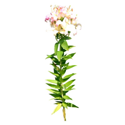 现代2d花草植物组件免费su模型(1)