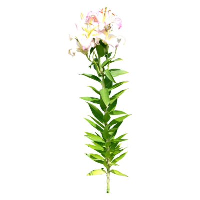 现代2d花草植物组件免费su模型(1)