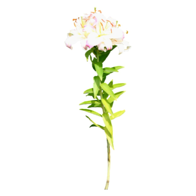 现代2d花草植物组件免费su模型(1)