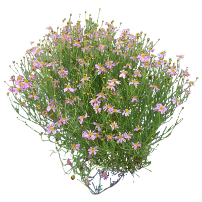 现代2d花草植物组件免费su模型(1)