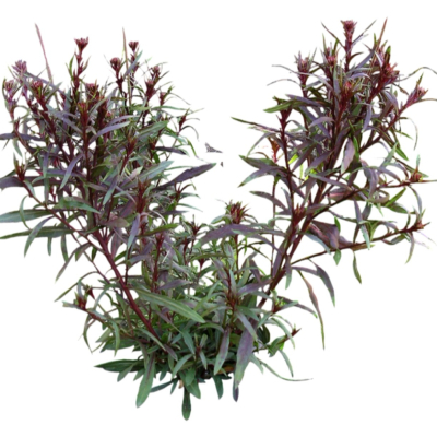现代2d花草植物组件免费su模型(1)