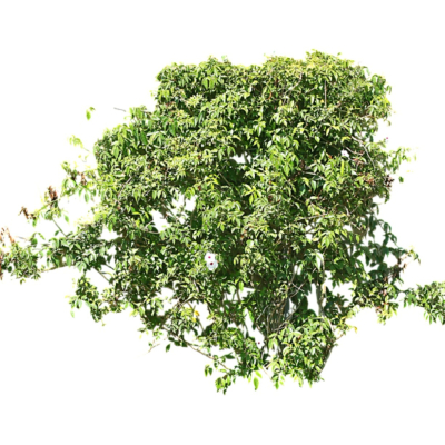 现代2d花草植物组件免费su模型(1)