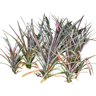 现代2d花草植物组件免费su模型(1)