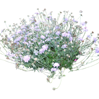 现代2d花草植物组件免费su模型(1)