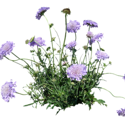 现代2d花草植物组件免费su模型(1)