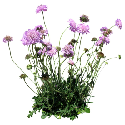 现代2d花草植物组件免费su模型(1)