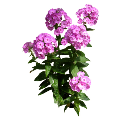 现代2d花草植物组件免费su模型(1)