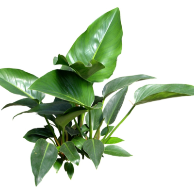 现代2d花草植物组件免费su模型(1)
