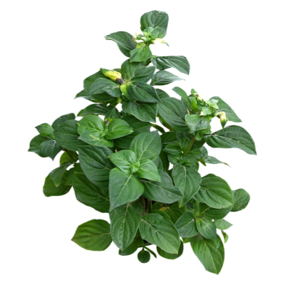 现代2d花草植物组件免费su模型(1)