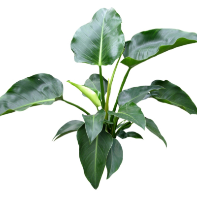 现代2d花草植物组件免费su模型(1)