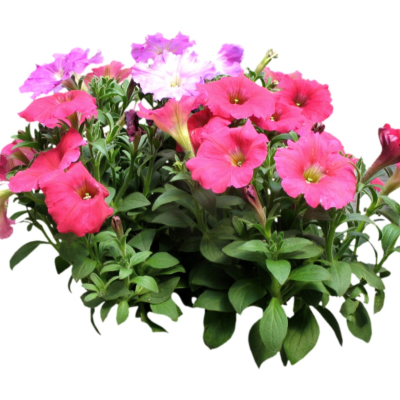 现代2d花草植物组件免费su模型(1)