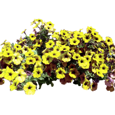 现代2d花草植物组件免费su模型(1)