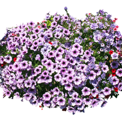 现代2d花草植物组件免费su模型(1)