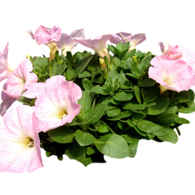 现代2d花草植物组件免费su模型(1)
