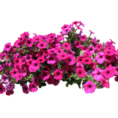 现代2d花草植物组件免费su模型(1)