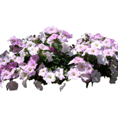 现代2d花草植物组件免费su模型(1)