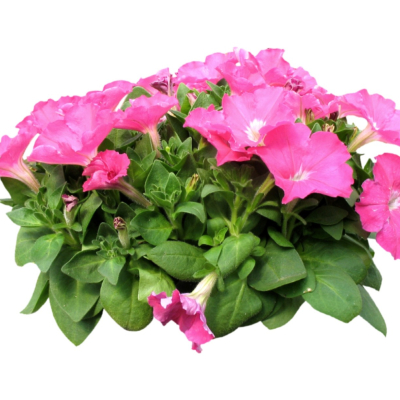 现代2d花草植物组件免费su模型(1)