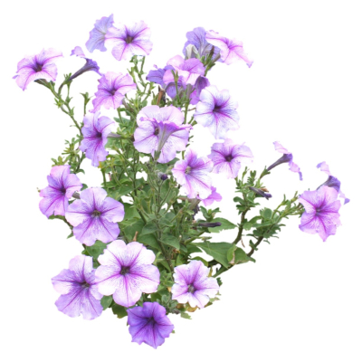 现代2d花草植物组件免费su模型(1)