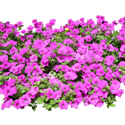 现代2d花草植物组件免费su模型(1)