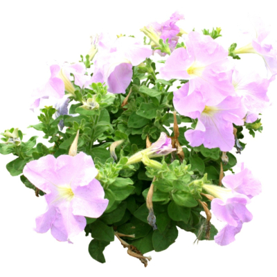 现代2d花草植物组件免费su模型(1)