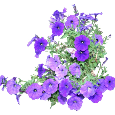 现代2d花草植物组件免费su模型(1)