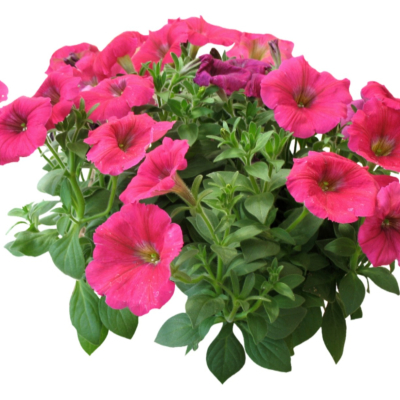 现代2d花草植物组件免费su模型(1)