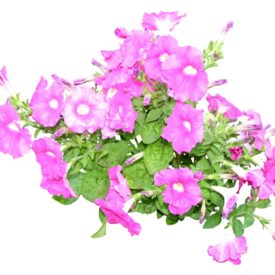 现代2d花草植物组件免费su模型(1)