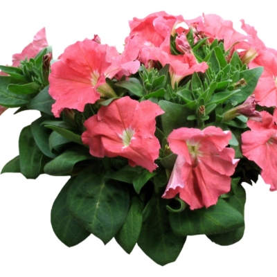 现代2d花草植物组件免费su模型(1)