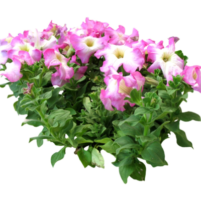 现代2d花草植物组件免费su模型(1)