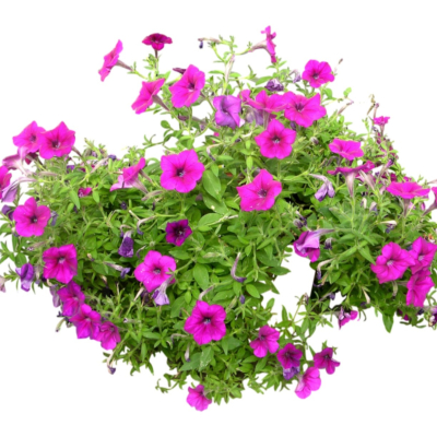 现代2d花草植物组件免费su模型(1)