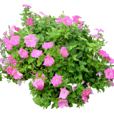 现代2d花草植物组件免费su模型(1)