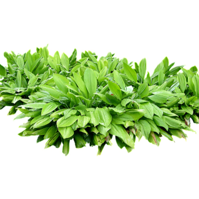 现代2d花草植物组件免费su模型(1)