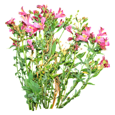 现代2d花草植物组件免费su模型(1)