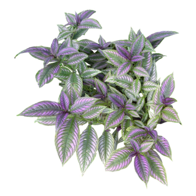 现代2d花草植物组件免费su模型(1)