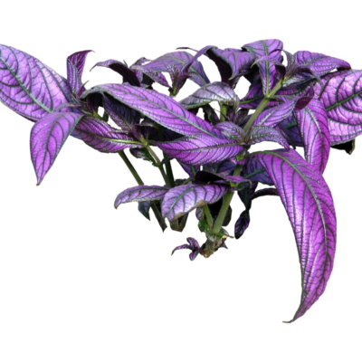 现代2d花草植物组件免费su模型(1)