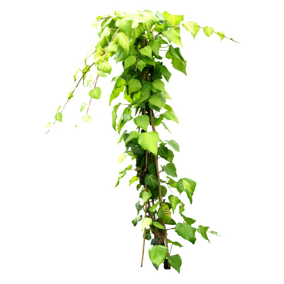 现代2d花草植物组件免费su模型(1)